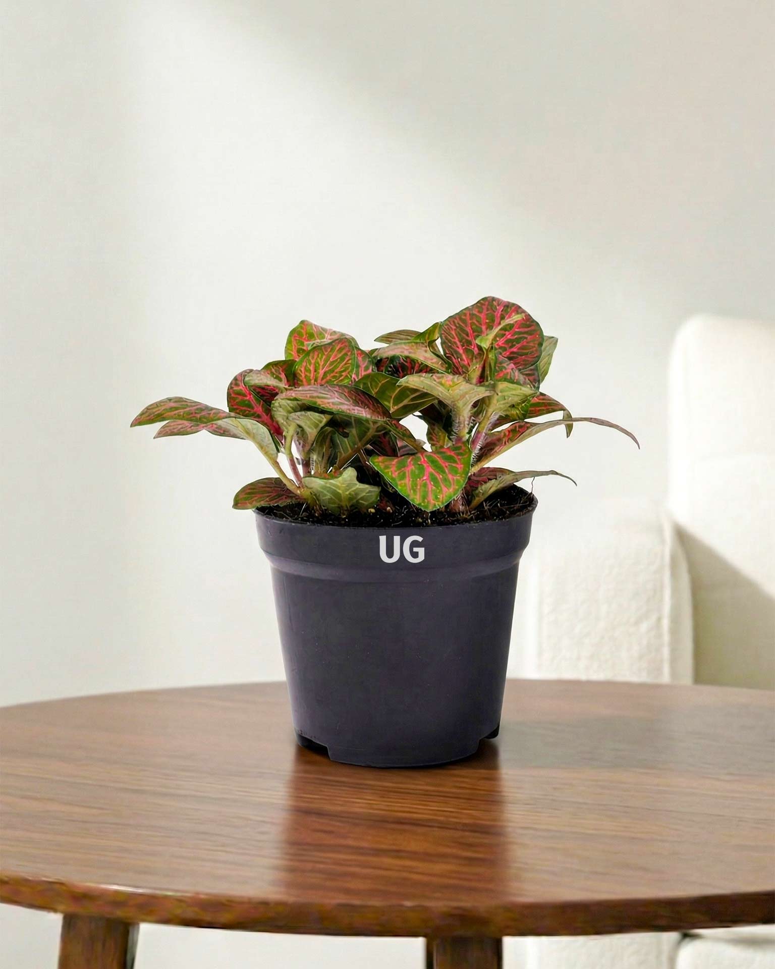 Fittonia Plant