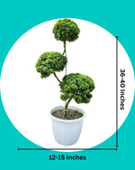Murraya Topiary Tree