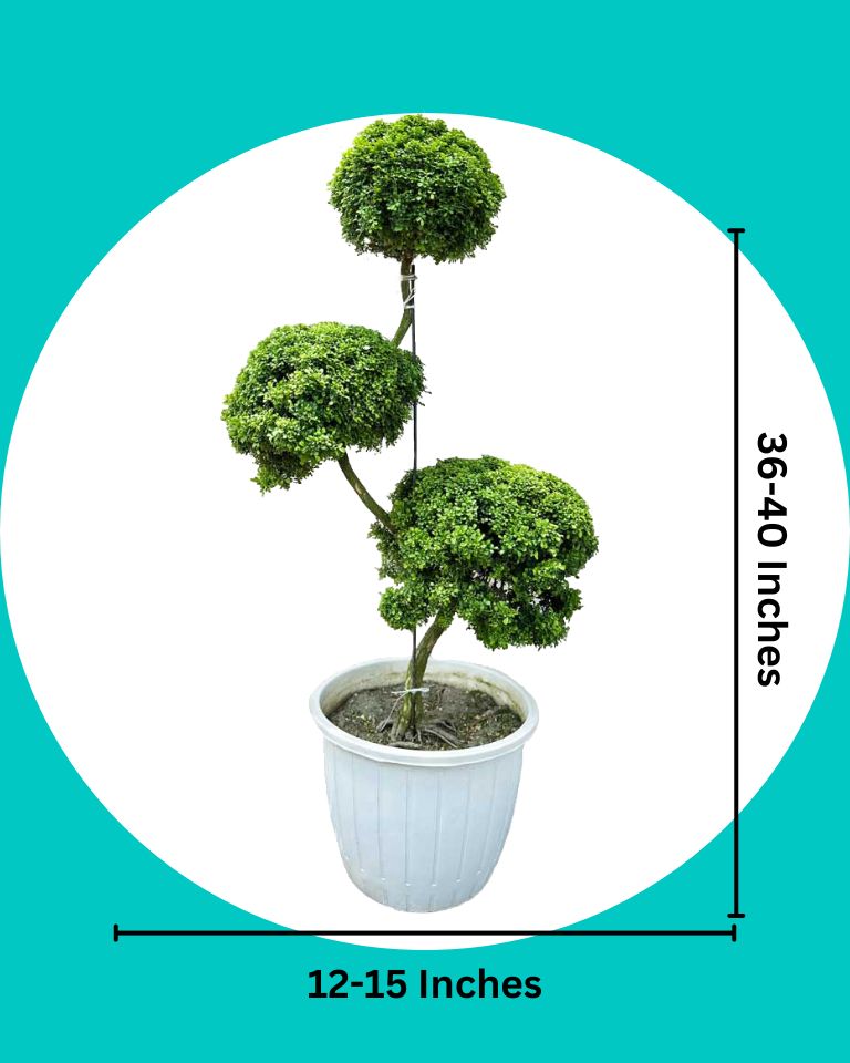 Murraya Topiary Tree