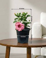 Hibiscus Plant