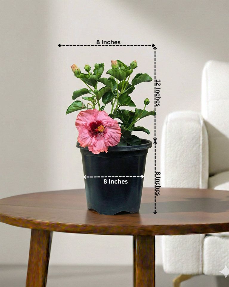 Hibiscus Plant