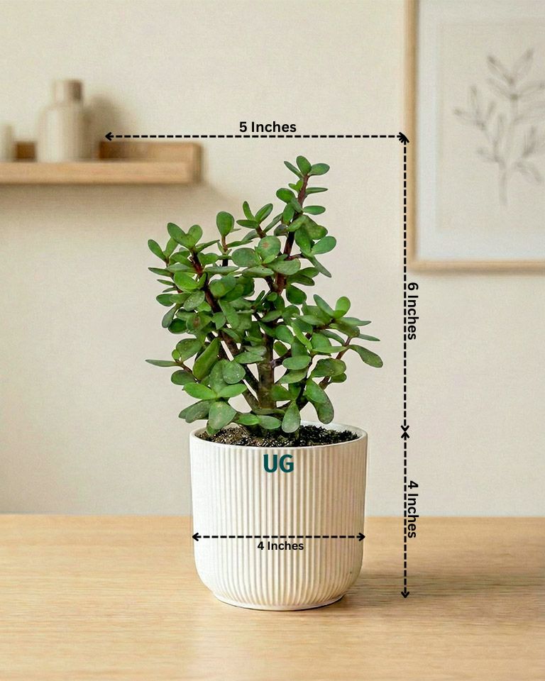 Jade and Snake Plant Combo