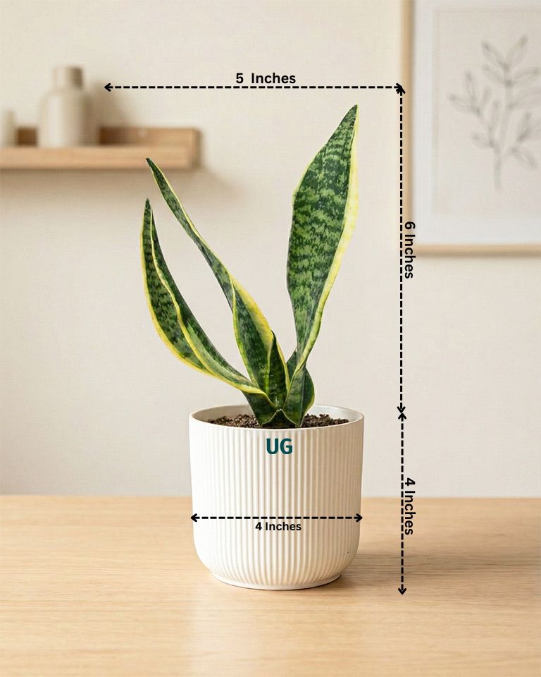 Jade, Snake and Money Plant Combo