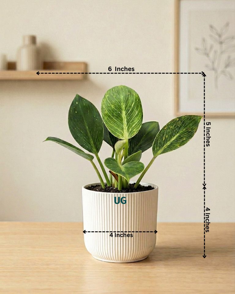 Syngonium and Birkin Plant Combo