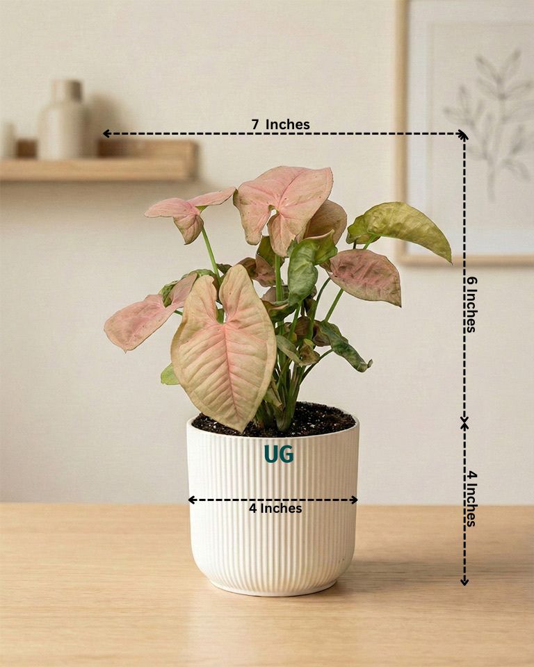 Syngonium and Birkin Plant Combo