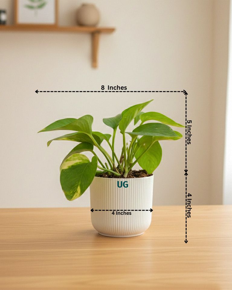 Birkin, Syngonium and Money Plant Combo