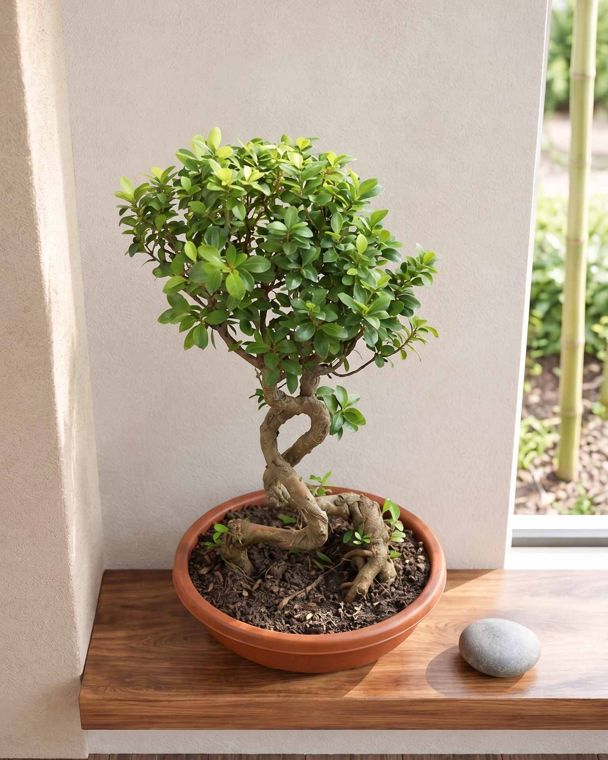Ficus Nuda Bonsai