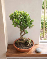 Ficus Nuda Bonsai