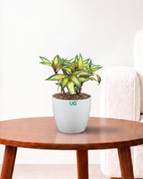 Impatiens Guinea Plant