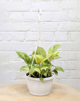Money Plant Marble Queen in Hanging Basket