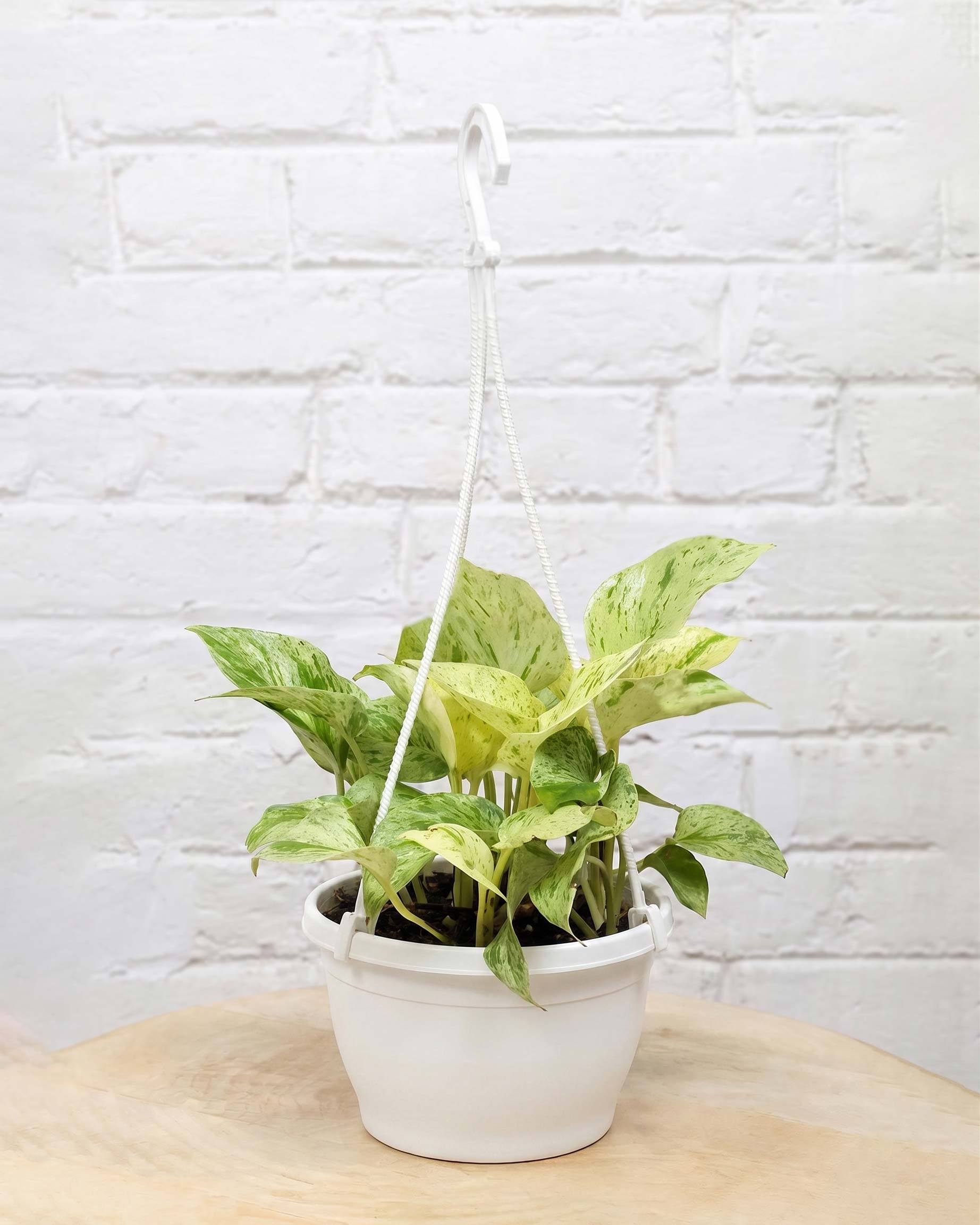 Money Plant Marble Queen in Hanging Basket
