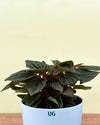 Peperomia caperata 'Rosso' | Rosso Tanaman Radiator Plant