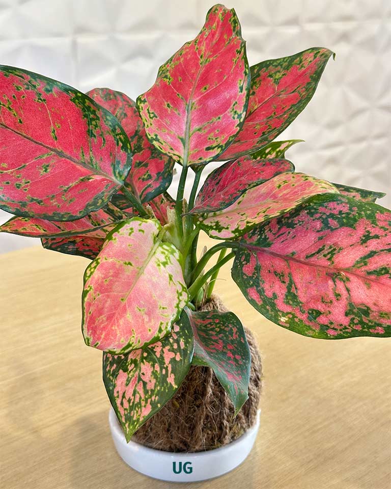 Aglaonema ‘Pink Anyamanee’ Kokedama