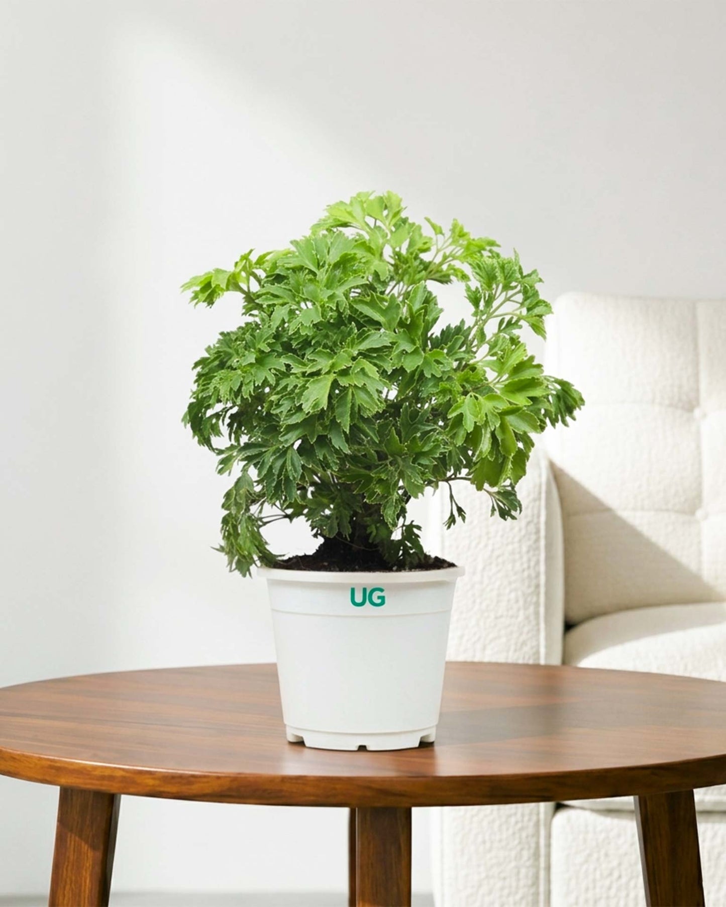 Aralia Variegated Plant