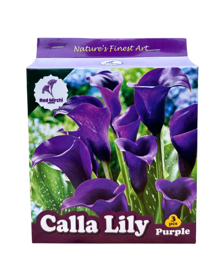 Holland Calla Lily Bulbs (Pack of 3 Bulbs)