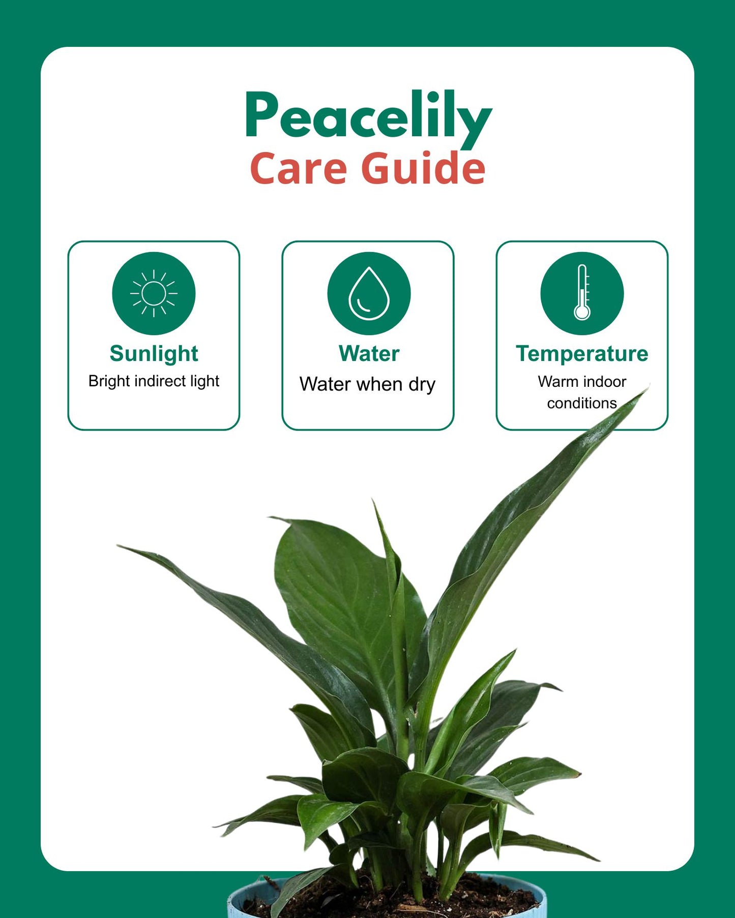 Peace Lily Plant (Spathiphyllum)