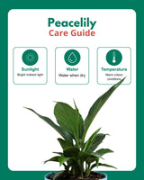 Peace Lily Plant (Spathiphyllum)