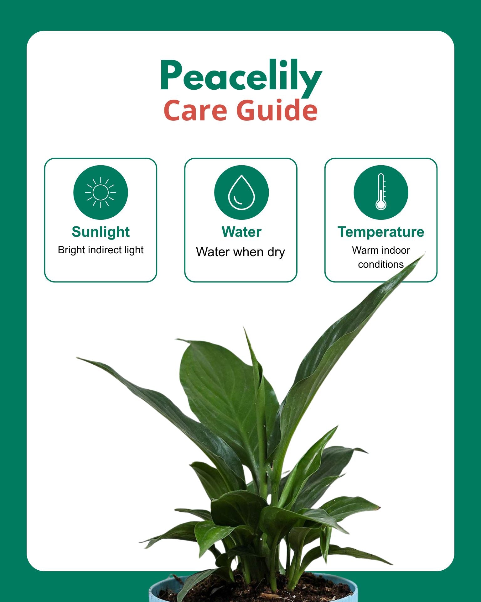 Peace Lily Plant (Spathiphyllum)