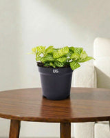 Fittonia Plant