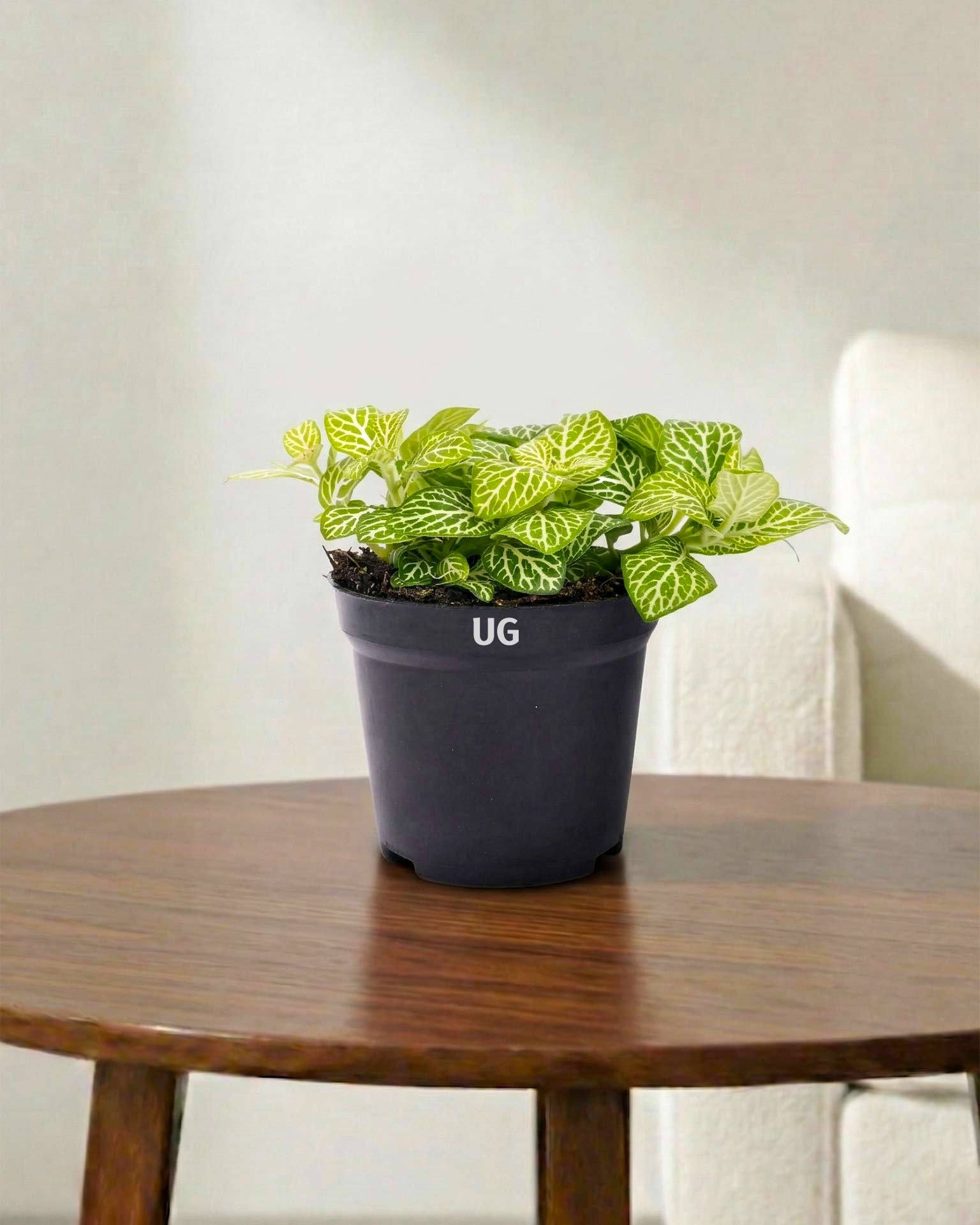 Fittonia Plant