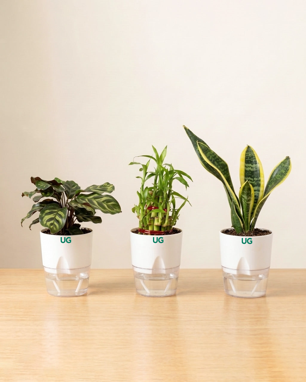 Golden Hahnii Snake Plant, Lucky Bamboo (2 Layer), and Calathea Peacock Combo