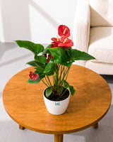 Anthurium Plant