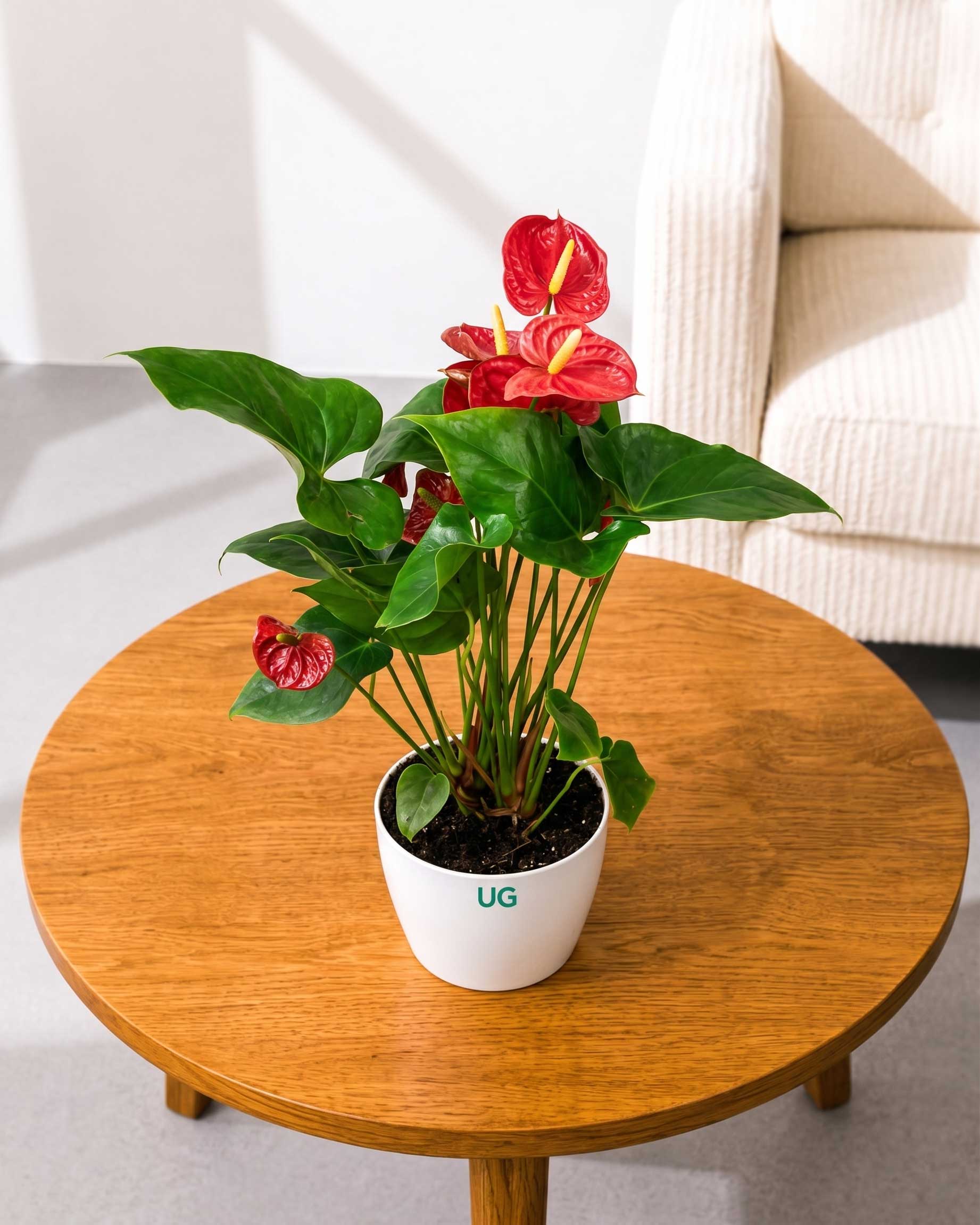 Anthurium Plant
