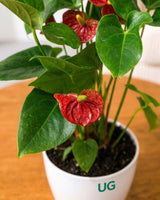 Anthurium Plant
