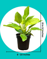 Philodendron Moonshine, Xanadu