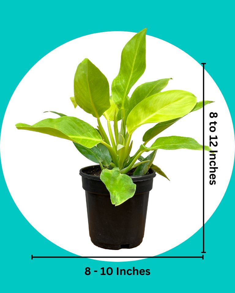 Philodendron Moonshine, Xanadu