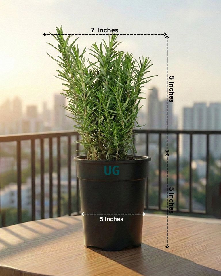 Rosemary Plant