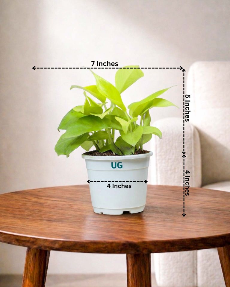 golden money plant Buy Money Plant Golden In Self Watering at The Lowest Price- Unlimited Greens – unlimitedgreens