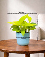 Golden Money Plant