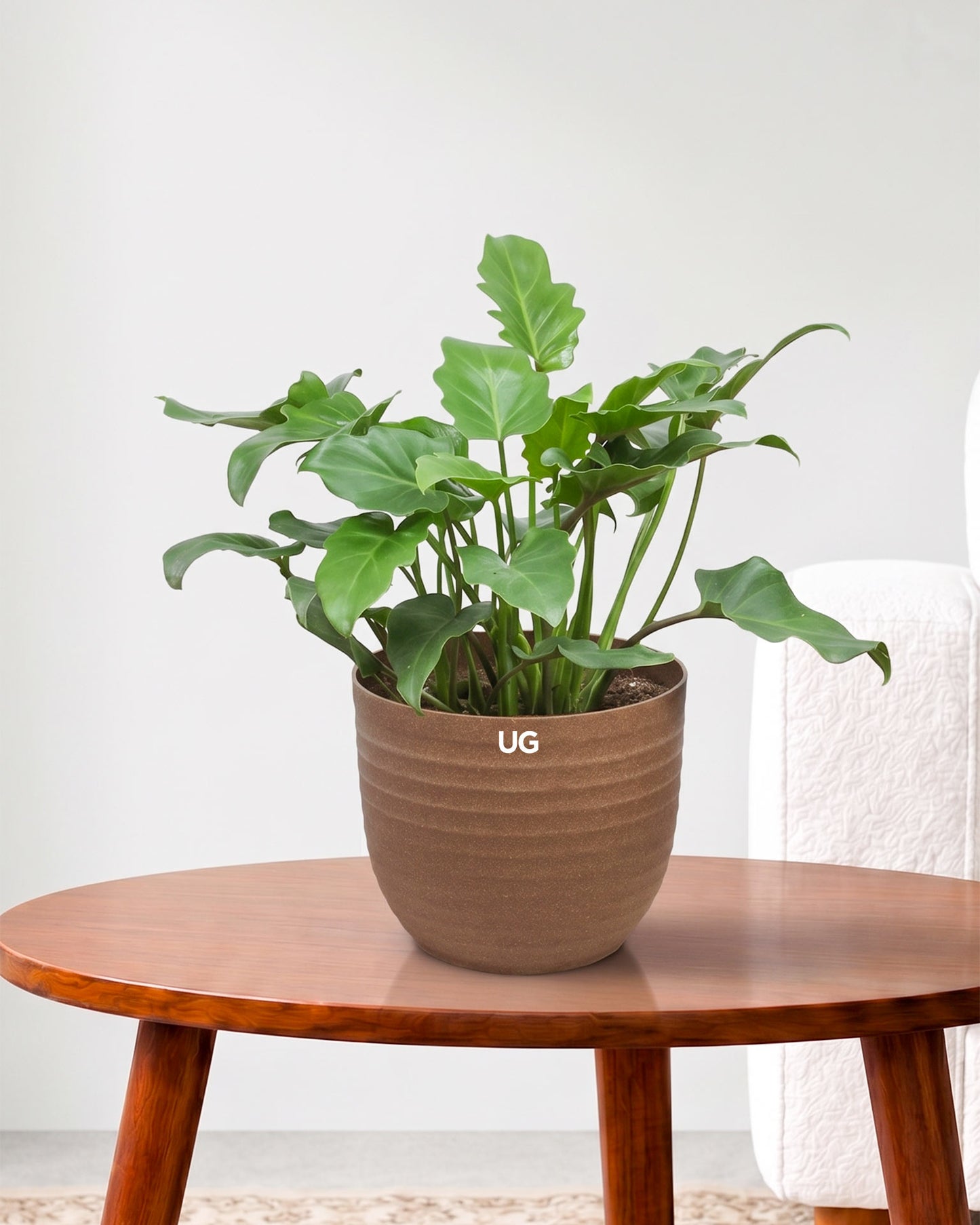 Philodendron Xanadu Plant