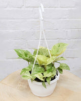 Money Plant Marble Queen in Hanging Basket