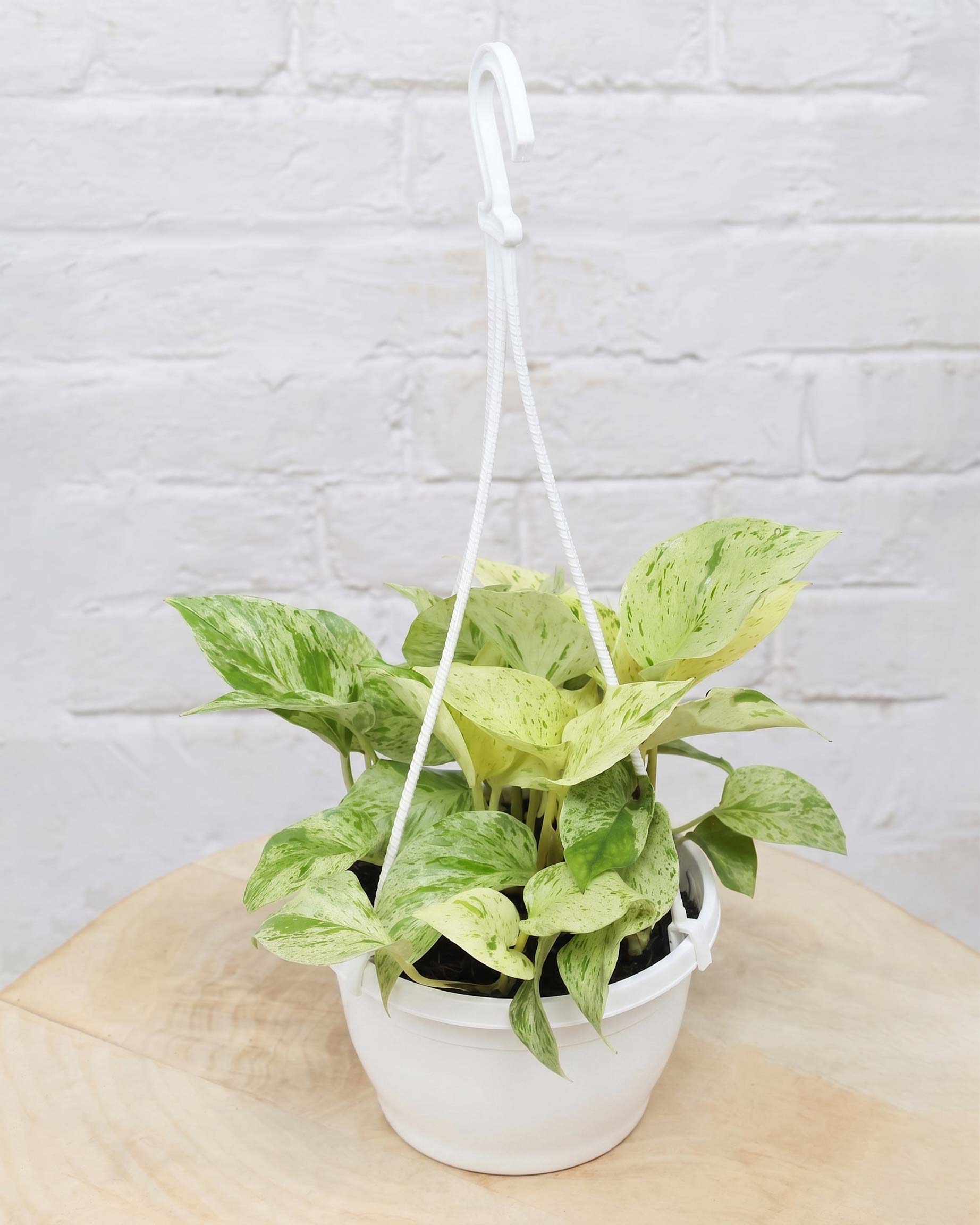 Money Plant Marble Queen in Hanging Basket