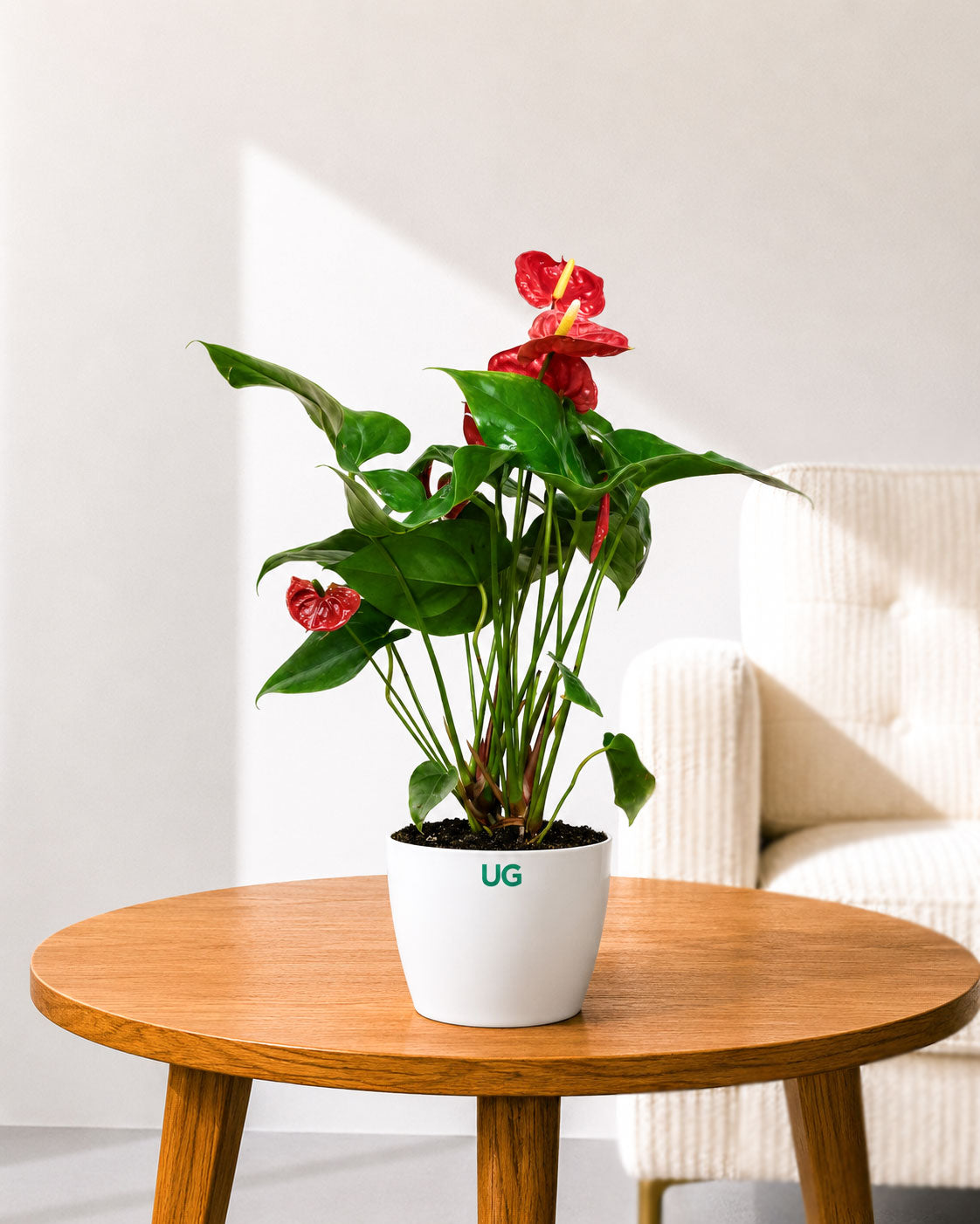 Anthurium Plant