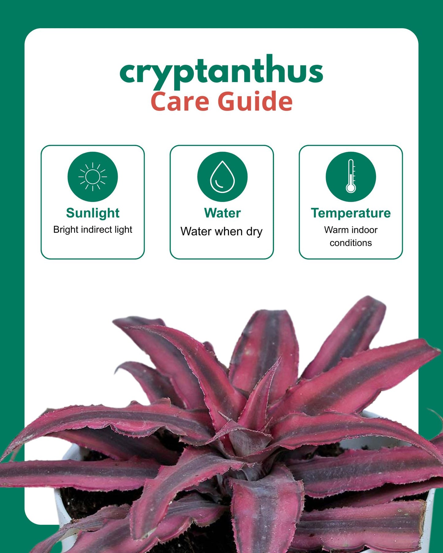 Cryptanthus Pink (Earthstar Plant)