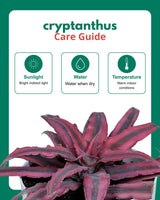 Cryptanthus Pink (Earthstar Plant)