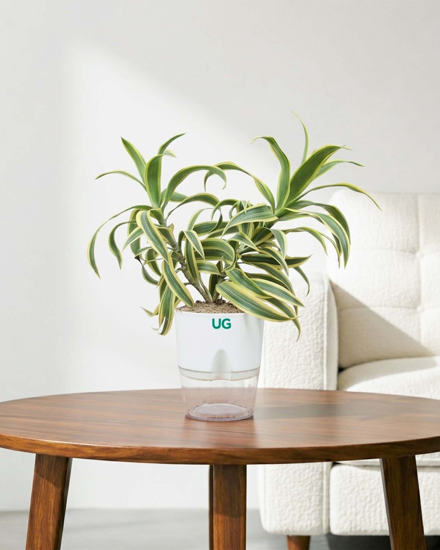 Song of India Plant