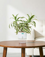 Song of India Plant