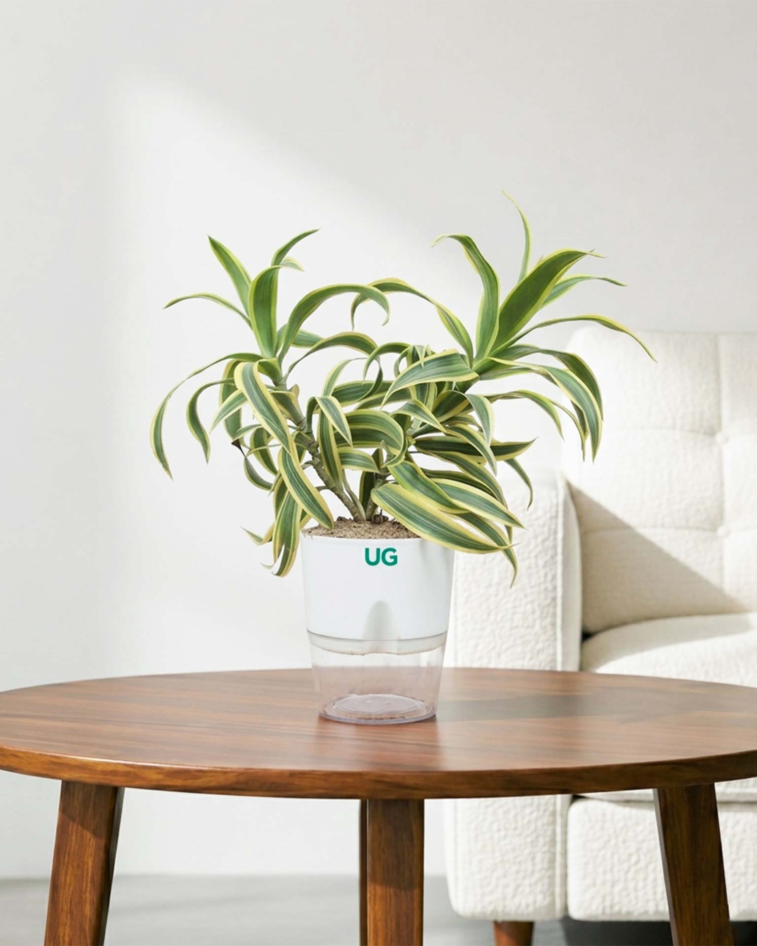 Song of India Plant
