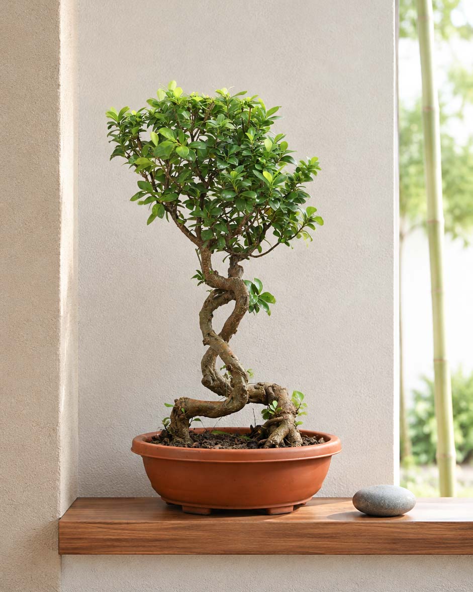 Ficus Nuda Bonsai