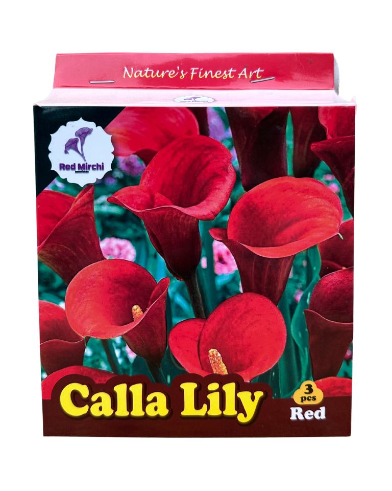 Holland Calla Lily Bulbs (Pack of 3 Bulbs)