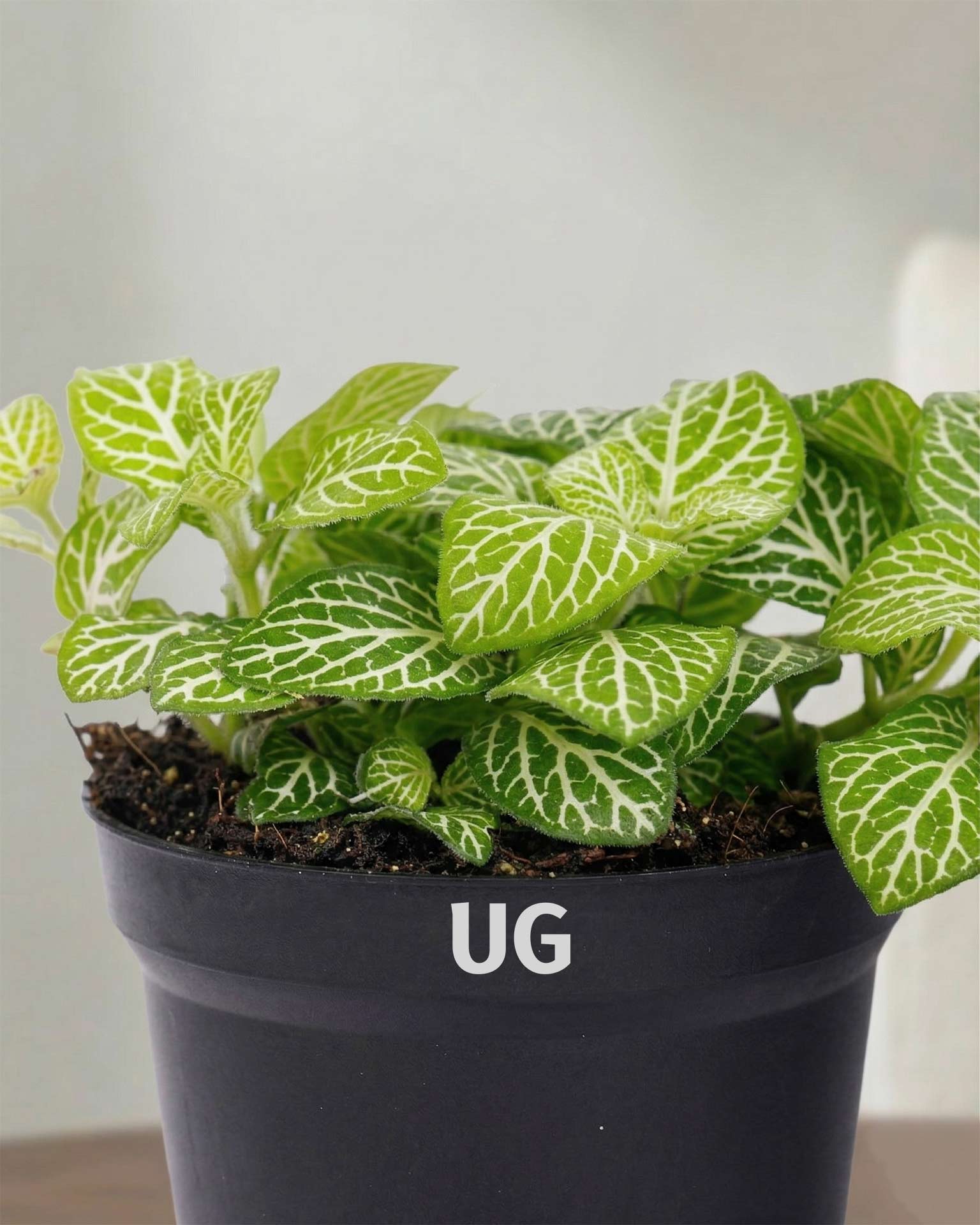 Fittonia Plant