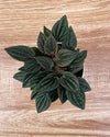 Peperomia caperata 'Rosso' | Rosso Tanaman Radiator Plant