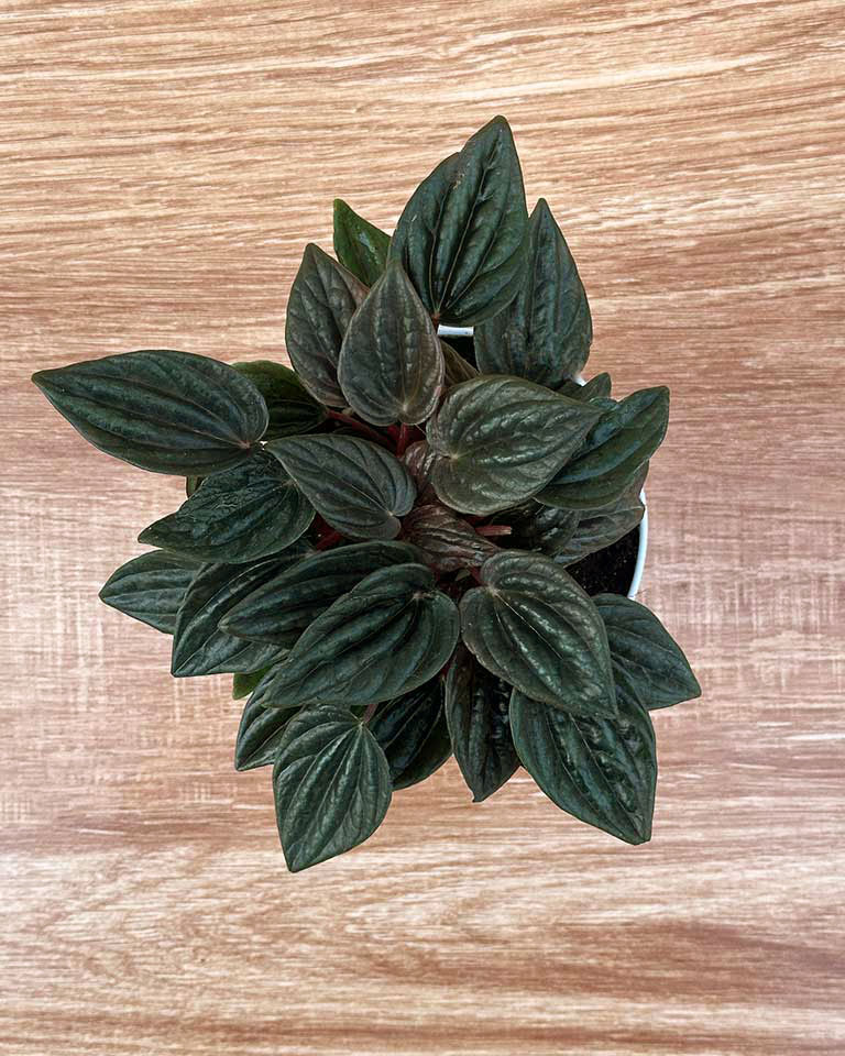 Peperomia caperata 'Rosso' | Rosso Tanaman Radiator Plant