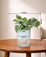 Philodendron brandtianum