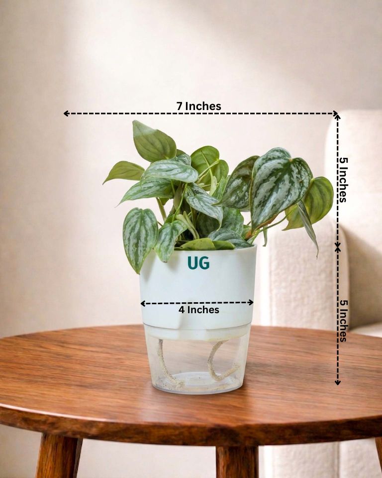 Philodendron brandtianum
