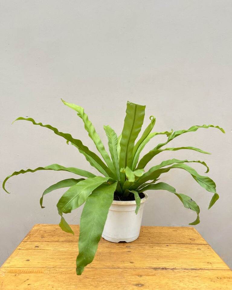 Shop Bird's nest fern online